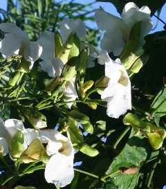 White Sky Vine, Bengal Clock Vine, White Trumpet Vine, Thunbergia grandiflora 'Alba'